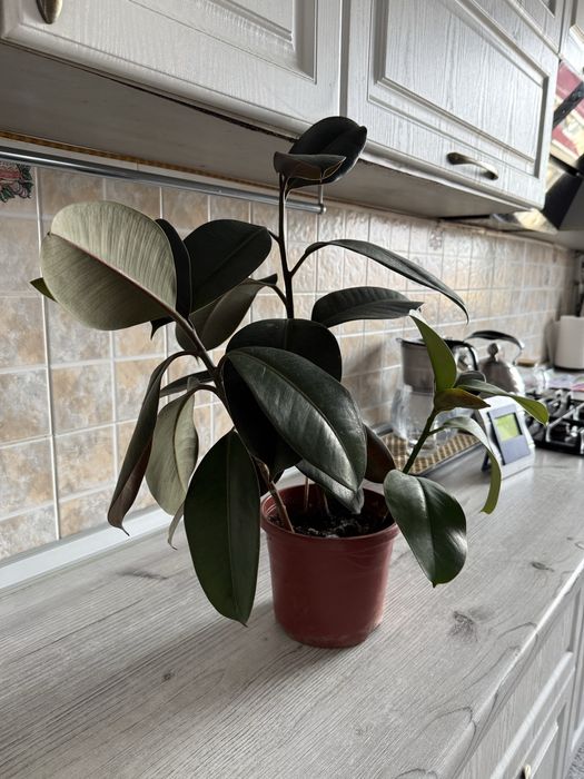 Фикус.      Растение.