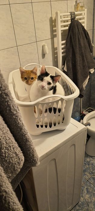 Donez 2 motanii                    .