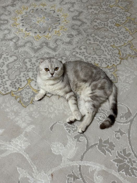 Отдам кота в добрые руки