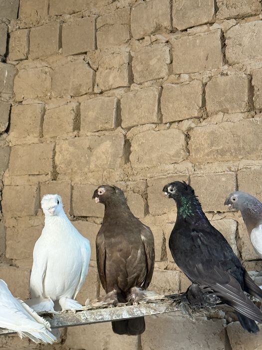 Кептер сатылады!