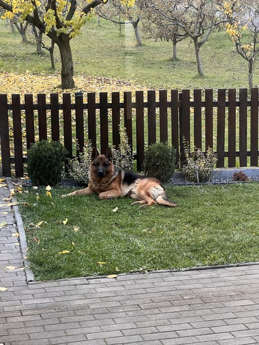Donez ciobanesc german