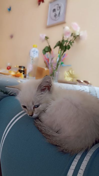 Отдам бесплатно котенка