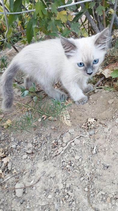 Ищем девочку голубоглазый кошку