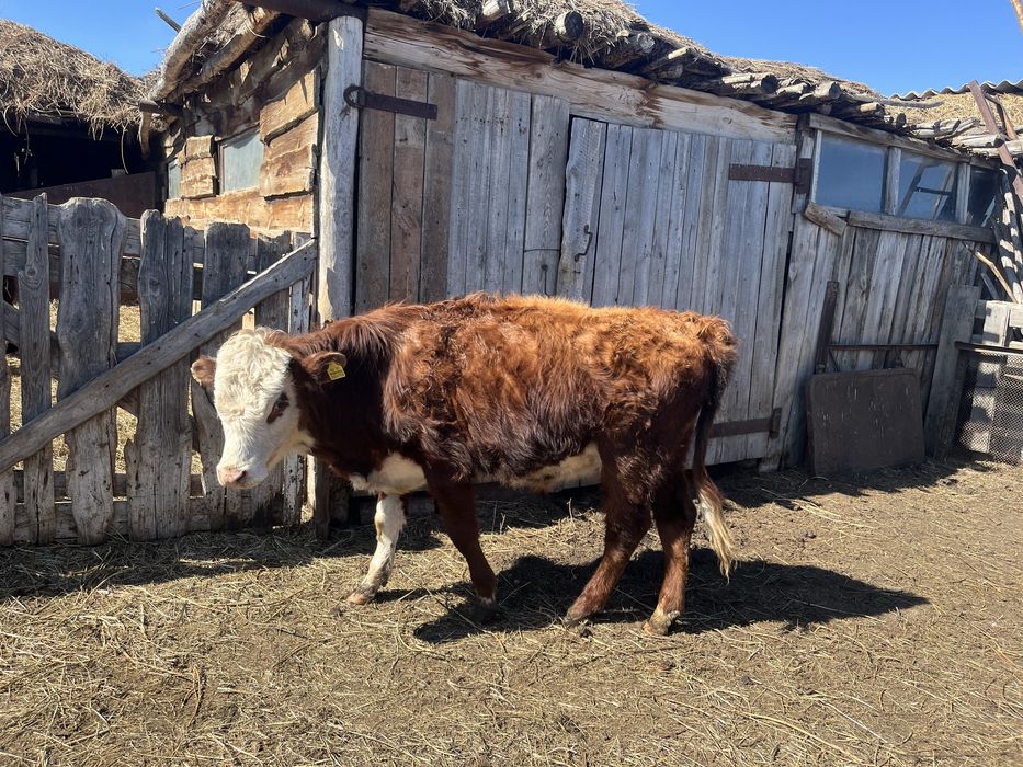 Продам бычков и тёлок