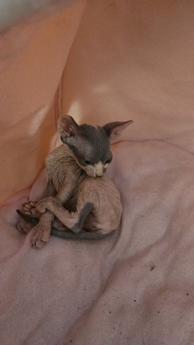 Котята канадский сфинкс