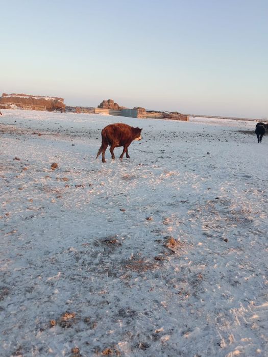 8 бас  буаз  сыйрлар