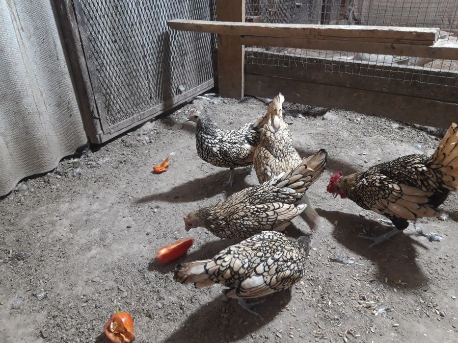 Продается лимонный сибрайт