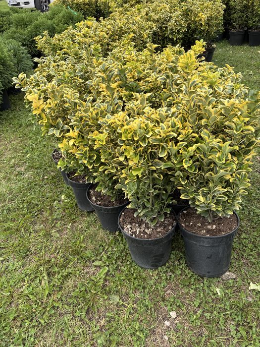 Laur prunus tuia leyladii