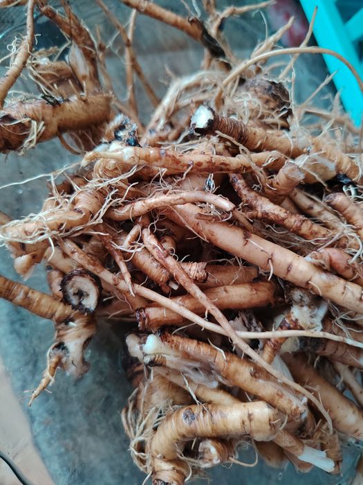 Сок молодого одуванчика