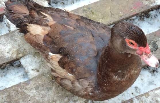 Продам молодых индауток