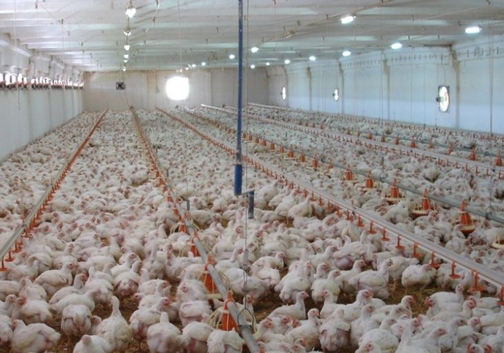 Pui Alb de carne  pui rasă mixta Porumbac și Roșu Kabir