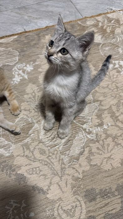 котята бесплатно