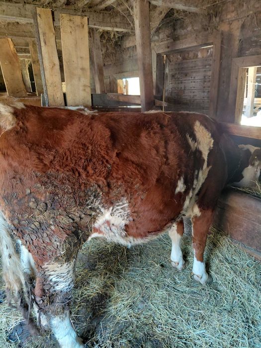 Vand juninca gestanta