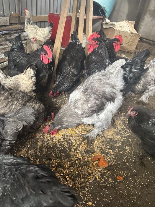 Продам петухов кохинхин варианты обмена