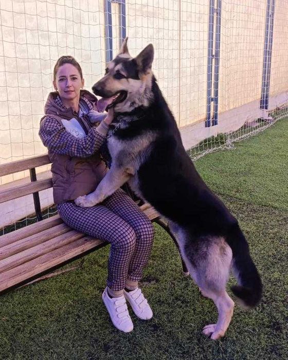 щенки Восточно-европейской овчарки