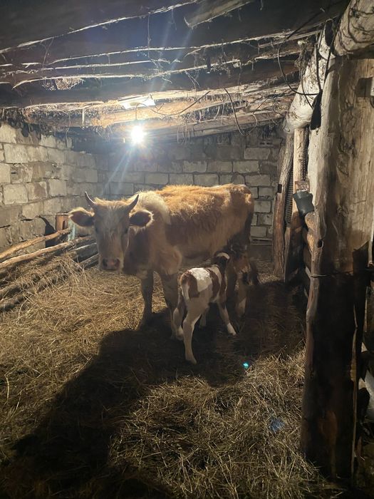 продам первотелку с теленком