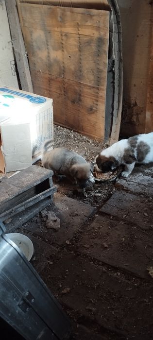 Отдам щенят       .