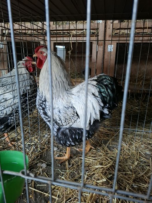 Cocosi de rasa wyandotte  argintiu