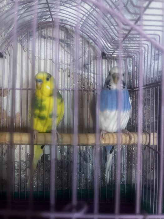 Птицы попугай 2 штук