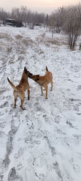 Бельгийская овчарка (малина)