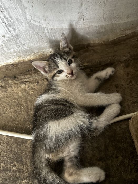 домашние котенки