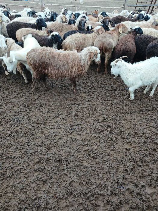 Продам баранов коз, доставка мүмкін Қарағанды, Шетск, Ақтоғай, Балқаш