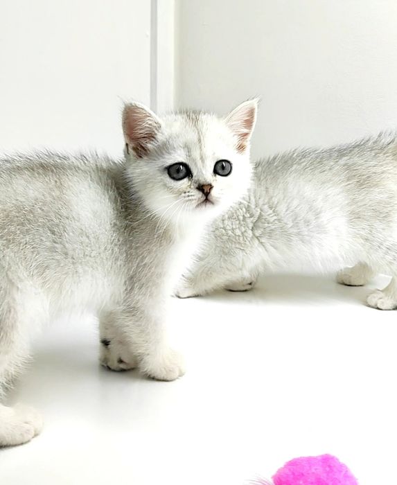 Британские шиншиллы серебро