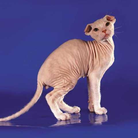 Чудо-котята украинского левкоя . Бронь.