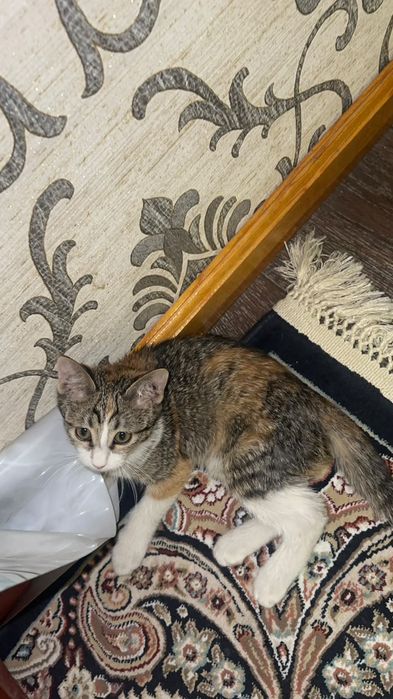 Кошка 2 месяца бесплатно