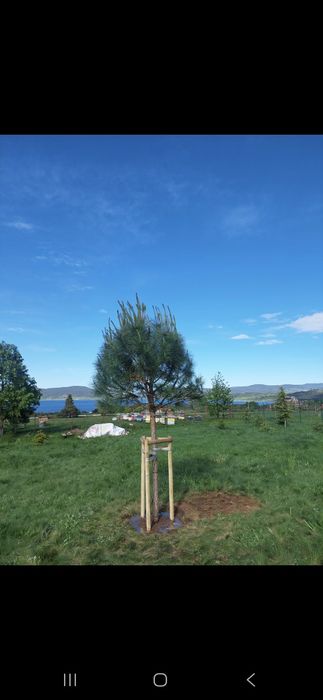 Парцел на Цигов чарк 1250 Квадратни метра