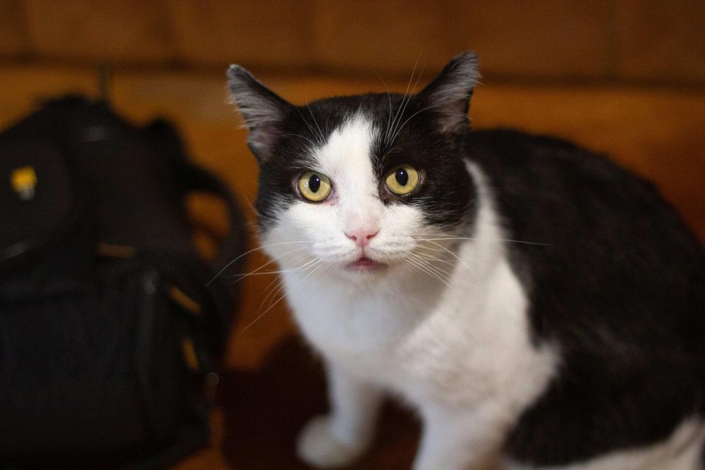 Крупный котик Кузя