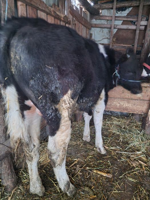 Vand 2 tăurași buni !