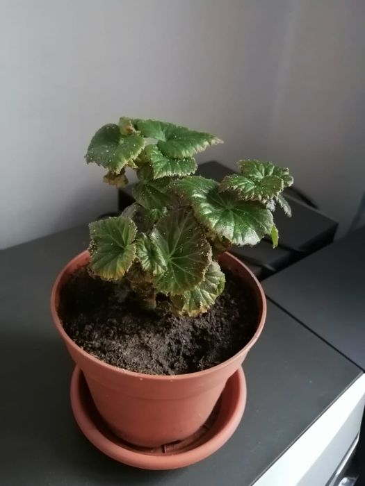 Продам комнатные цветы