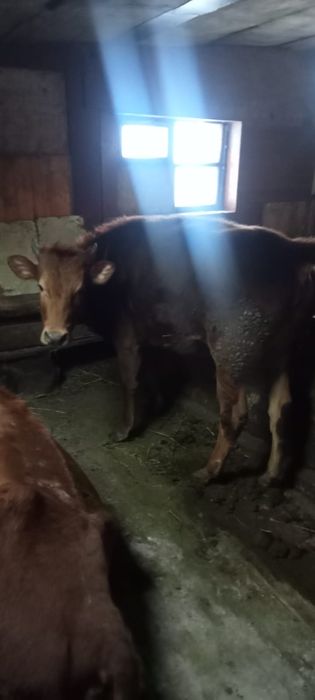 Продам корову и телят