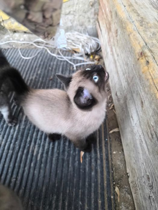 Отдам бесплатно котят в добрые руки