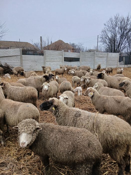 Vând 120 de oi gestante și fătate .