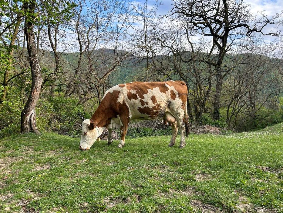 Vand vacă de 5 ani jumate mai multe detalii la telefon