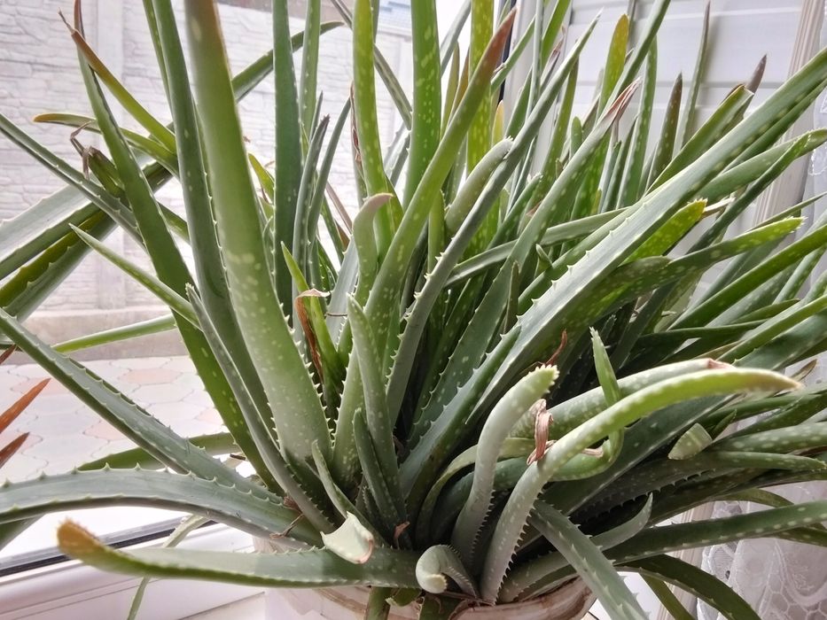 Многолетнее Алоэ Вера