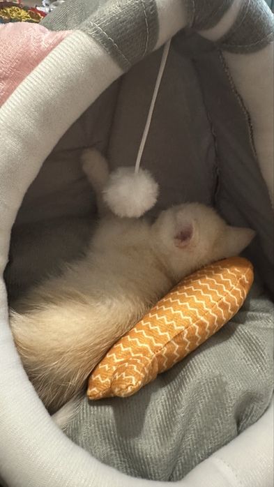 Шотландский котенок