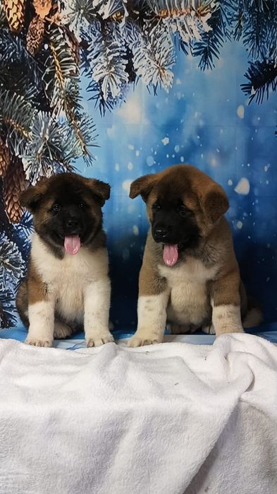 Американская Акита мальчики