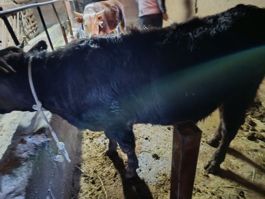 Продам хорошего быка