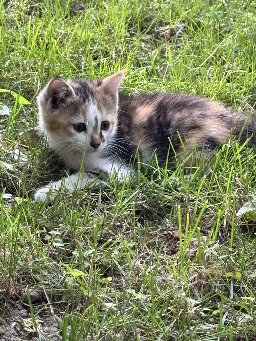 БЕСПЛАТНО домашние котята