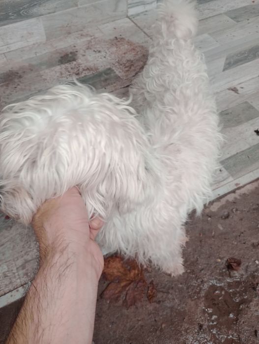 Donez un bichon de aproximativ 4 ani. Este sterilizata și microcipata. De asemenea, donez 13 pesti de iaz(11 carasi colorați și 2 comuni).