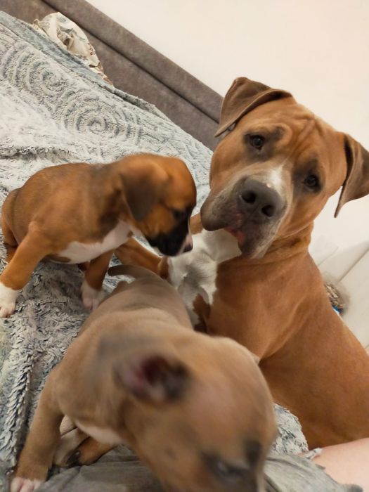 Кобель для случки