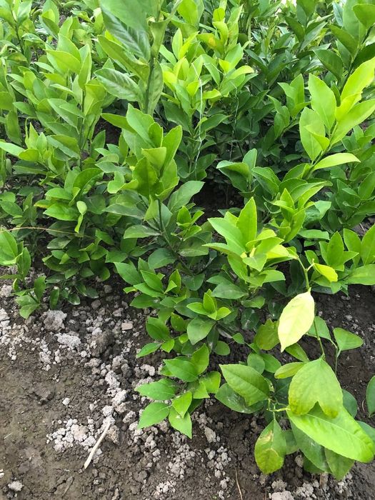 Лимон кочат бор икки йилик бир йилик