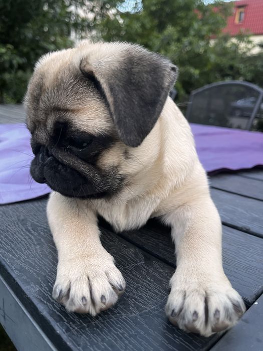 Pui de pug/ mops