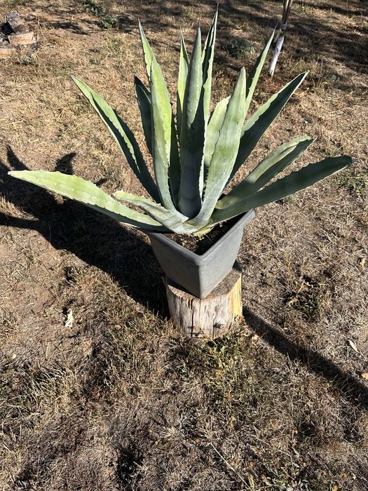 Aloe Agava matură 8 ani