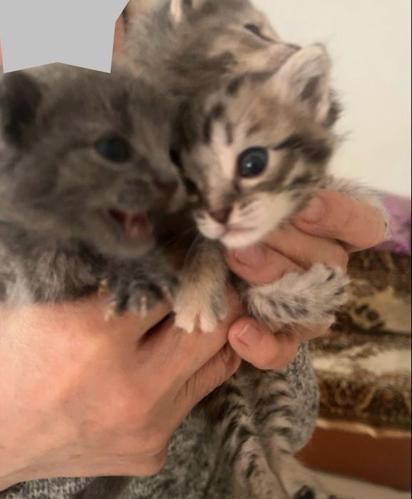 Котята маленькие