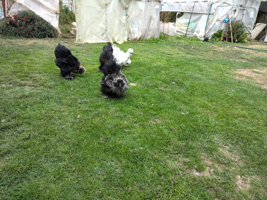 Vând schimb cocos mătase japoneza