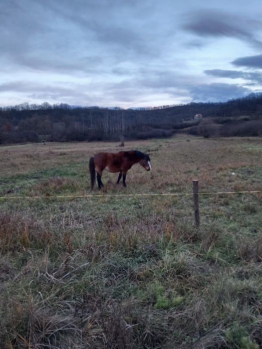 Vând 3iepe cuminți